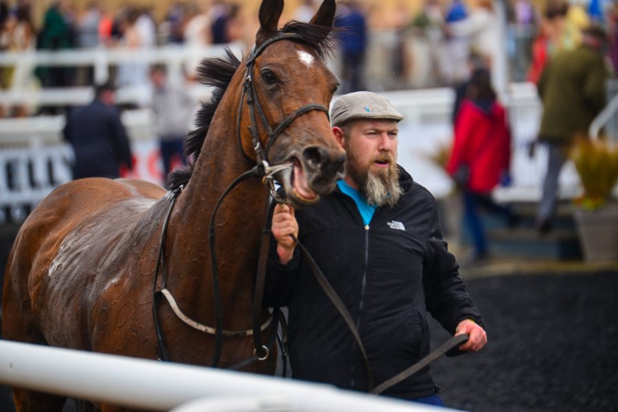 Horse being led in after a race